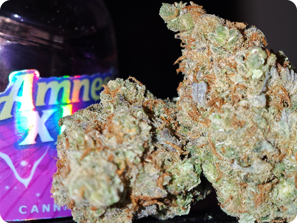 amnesia thca achat thca thca france amnesia thca