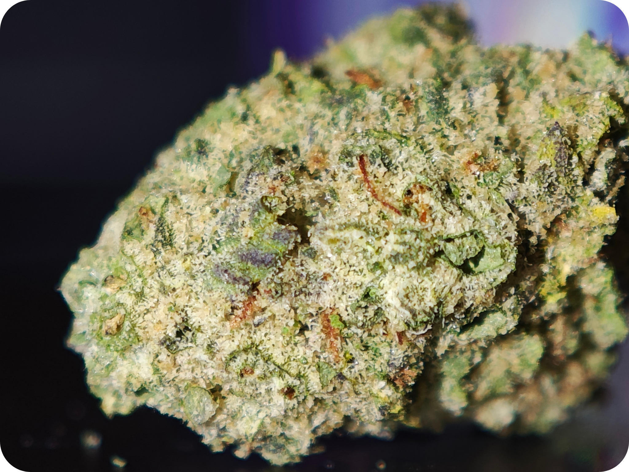 THCA PARIS THCA MARSEILLE THCA TOULOUSE THCA PERPIGNAN THCA MULHOUSE THCA BELGIQUE THCA SPAIN THCA ITALIA THCA USA LEAF GOLD LEADER THCA EUROPE