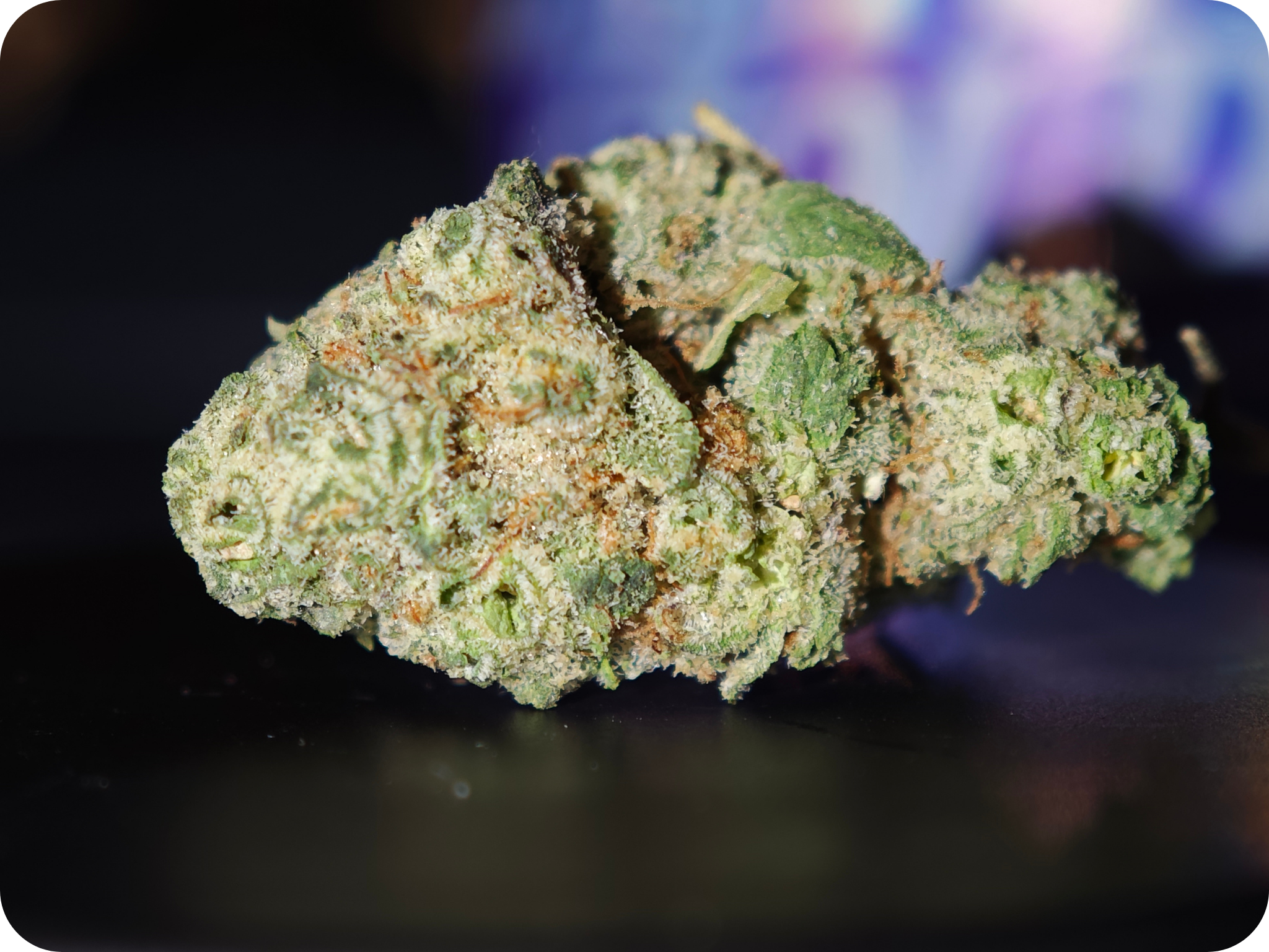 LEAF GOLD THCA PARIS THCA MARSEILLE THCA TOULOUSE THCA PERPIGNAN THCA MULHOUSE THCA BELGIQUE THCA SPAIN THCA ITALIA THCA USA LEAF GOLD