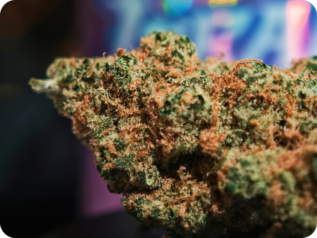 TRIANGLE KUSH THCA THCA PARIS THCA MARSEILLE THCA TOULOUSE THCA PERPIGNAN THCA MULHOUSE THCA BELGIQUE THCA SPAIN THCA ITALIA THCA USA LEAF GOLD