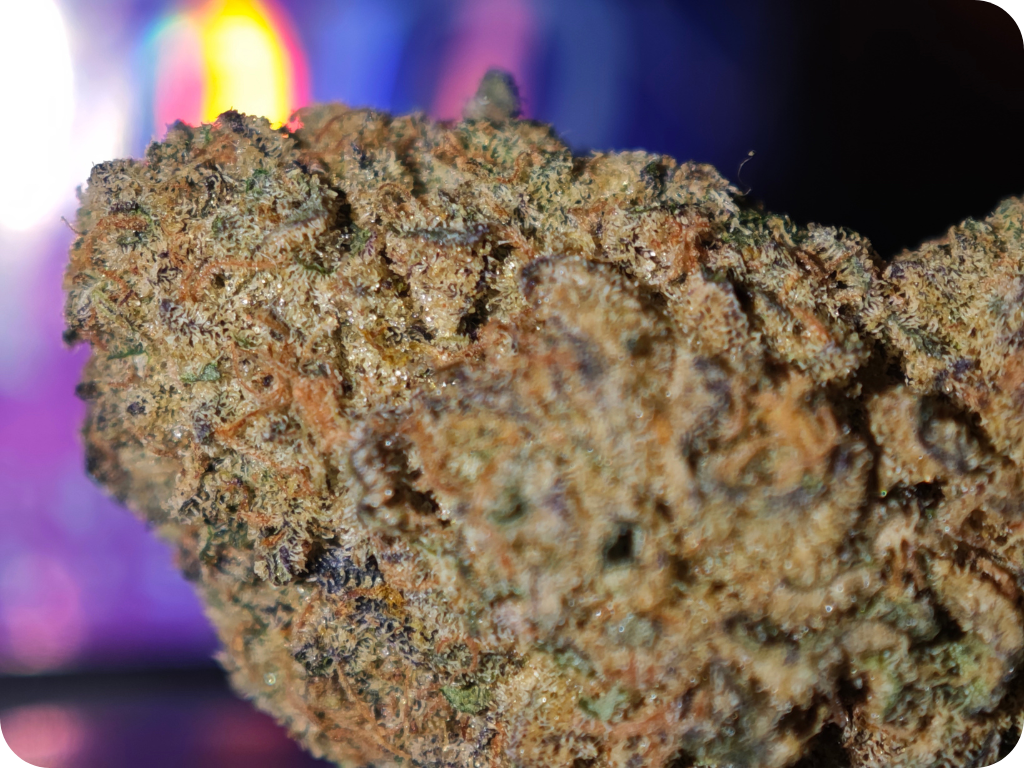 thca france thca europe thca delivery europe shop thca leaf gold thca gary payton thca
