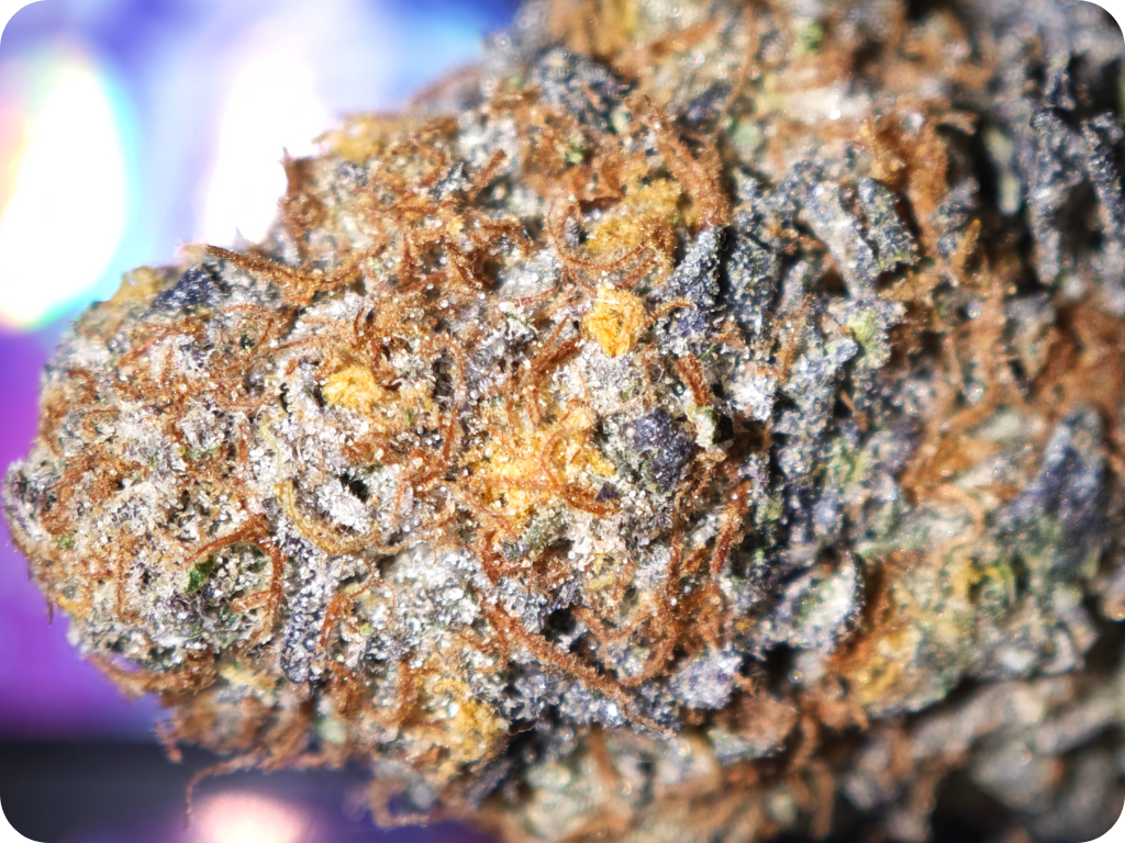 THCA FRANCE THCA LEAF GOLD LEADER THCA BEST THCA THCA NATURAL THCA PARIS THCA MARSEILLE THCA  TOULOUSE PERPIGNAN BELGIQUE  ESPAGNE (2)
