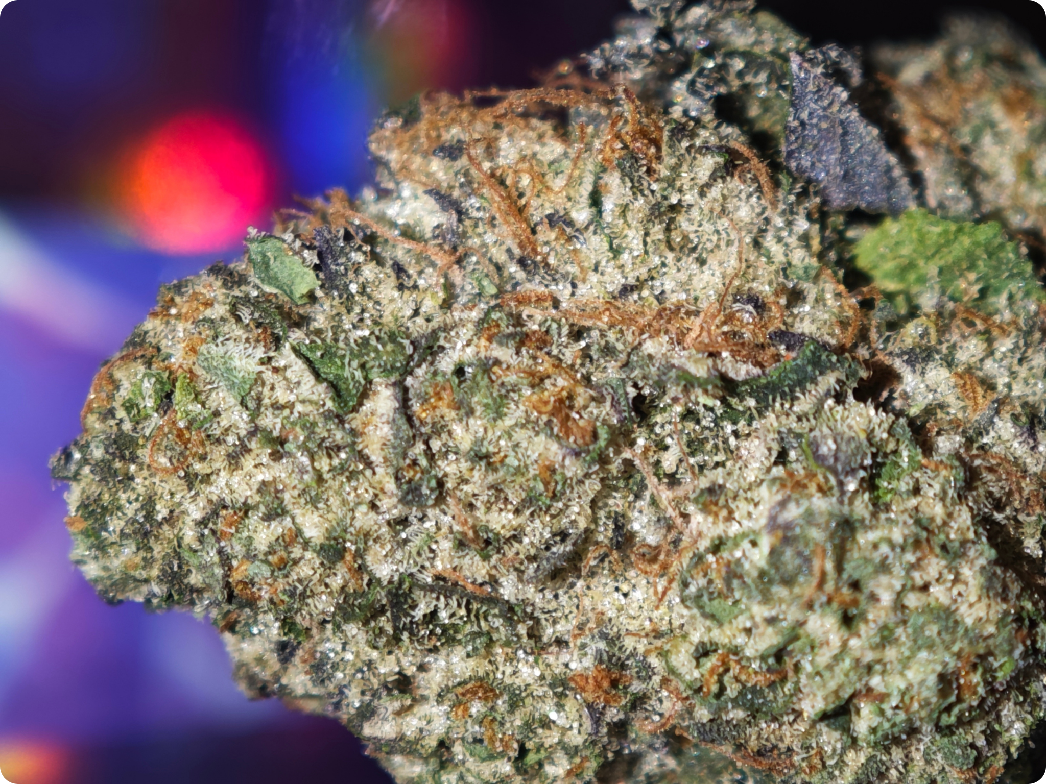achat thca - thca france - shop thca - thca europe delivery - thca naturel - thca usa - thca marseille - thca paris - thca perpignan - thca belgique - thca italia - thca europe - leader thca - leaf gold thca - best
