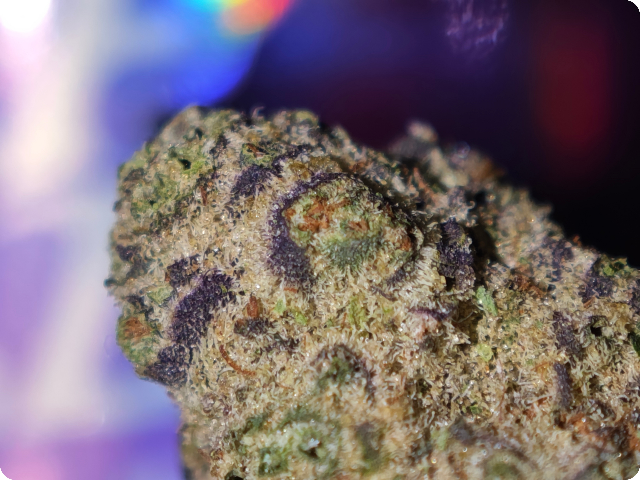 achat thca - thca france - shop thca - thca europe delivery - thca naturel - thca usa - thca marseille - thca paris - thca perpignan - thca belgique - thca italia - thca europe - leader thca - leaf gold thca - best sel (4)