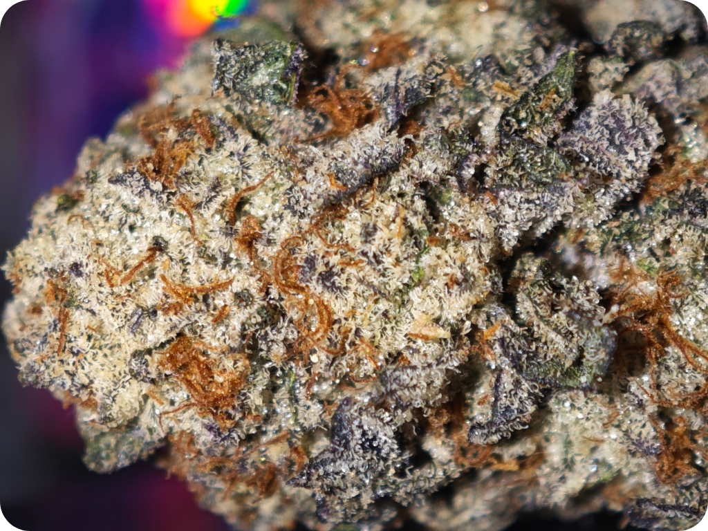 hashburger thca , achat thca , shop thca , thca delivery europe , thca usa , leaf gold thca , best thca leaf gold