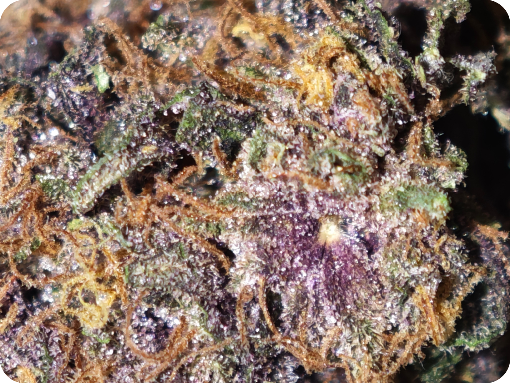 shop thca france achat thca