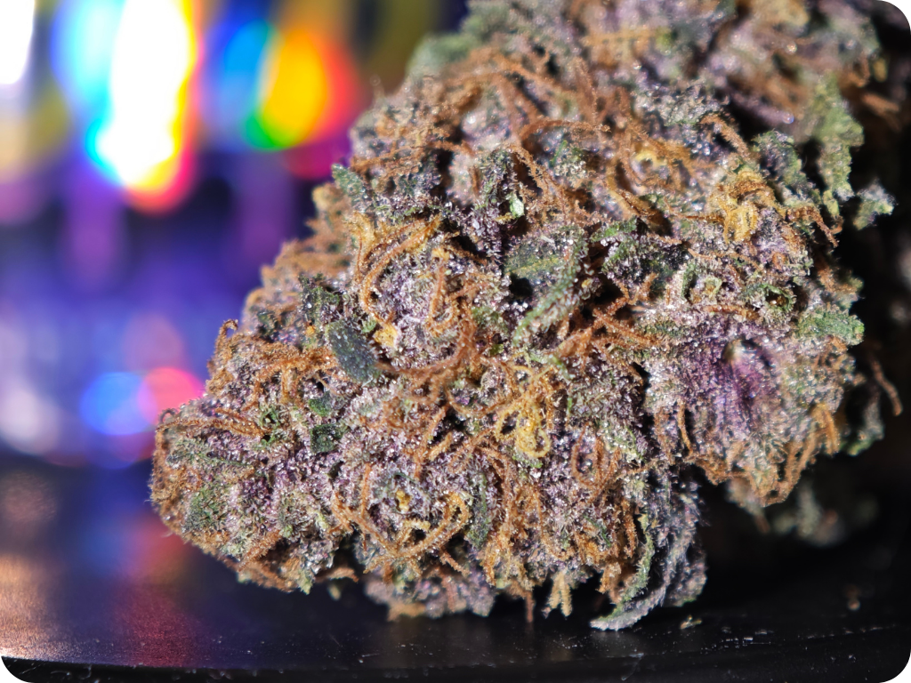 purple punch thca