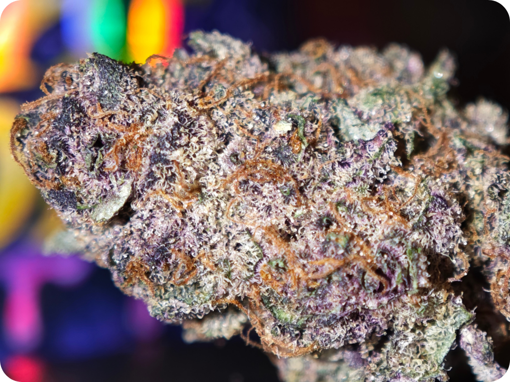 leaf gold thca france cherry bomb thca fleurs thca france achat thca europe usa