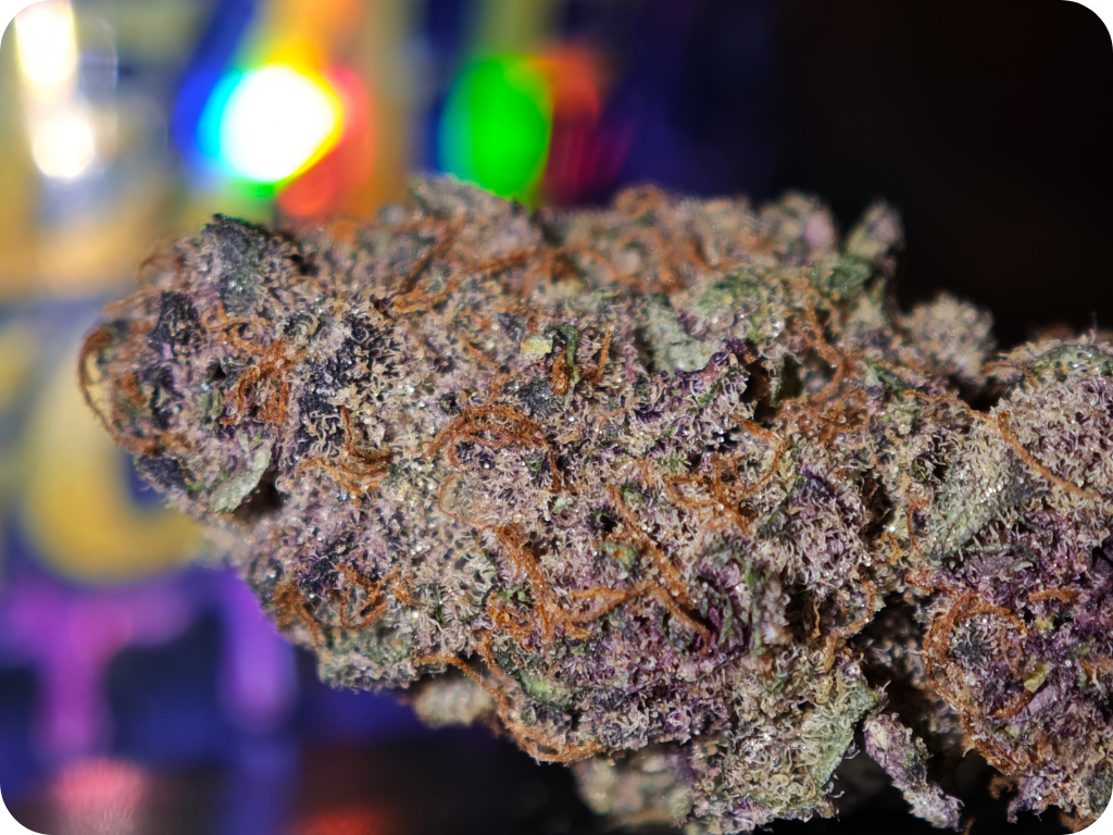 leaf gold thca cherry bomb thca fleurs thca france achat thca europe usa