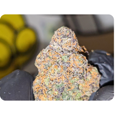 achat thca , shop thca,  thca france , monet bagg runtz thca , thca californie , jungle dream thca , leaf gold thca , fleurs thca  , power thca