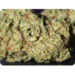 zoom trichomes zoap x malabar