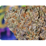thca france gelato 41