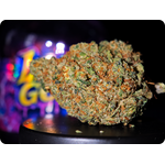 gelato 33 thca