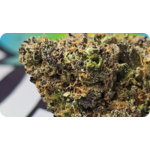 grossite thca achat thca, fleur thca , thca france , acheter thca , gushers thca , leaf gold thca
