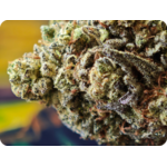 flower thca, boutique thca , avis thca , gary payton thca , leaf gold thca france