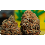 Zoom sur les trichomes de la Black Bomb THCA – fleur résineuse et premium