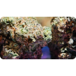 thca-legal-france-fleur-hash-puissant-acheter