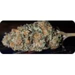 white runtz thca