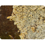 leaf fgol dthca achat thca Hash thca Mendo breath thca