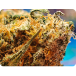 tropicana thca france , leaf gold