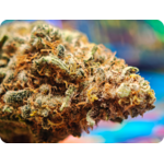 tropicana thca france , leaf gold  achat thca