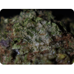 trichomes gumbo thca