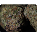 gumbo thca