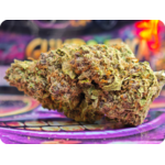 gumbo thca flower achat thca france