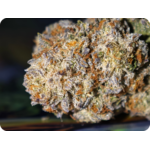 Achat THCA Master Kush fleur premium import USA