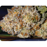 Achat THCA Master Kush buds resineux indoor