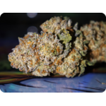 Achat THCA Master Kush fleurs denses aroma kush