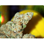 amnesia cbd hydro suisse leaf gold