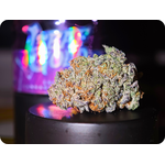 shop thca acha thca shop thca france comprar thca thc aitalia thca spain thca europe thca leaf gold