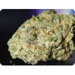 THCA PARIS THCA MARSEILLE THCA TOULOUSE THCA PERPIGNAN THCA MULHOUSE THCA BELGIQUE THCA SPAIN THCA ITALIA THCA USA LEAF GOLD LEADER THCA EUROPE