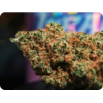 TRIANGLE KUSH THCA THCA PARIS THCA MARSEILLE THCA TOULOUSE THCA PERPIGNAN THCA MULHOUSE THCA BELGIQUE THCA SPAIN THCA ITALIA THCA USA LEAF GOLD