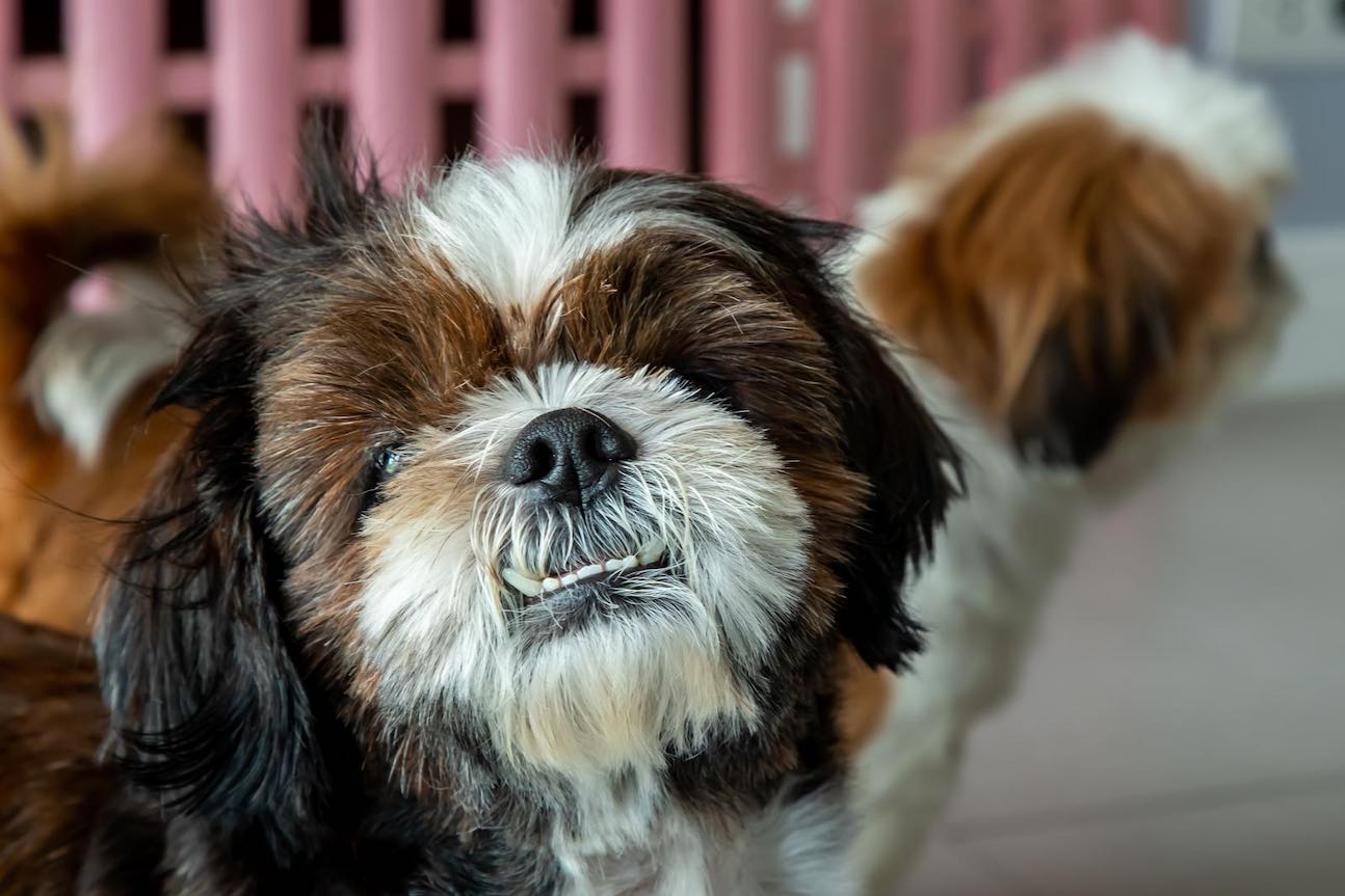Curated visual reference: Fresh Look at Apartment Friendly Pet Supplies At Aptpet
