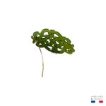 barrette à cheveux diane opale guacamole 4-Photoroom