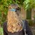 barrette cheveux carla nacre bleu 5
