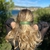 barrette cheveux hortance guacamole 5