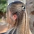 petite pince à cheveux corne noire 4,5 cm 5