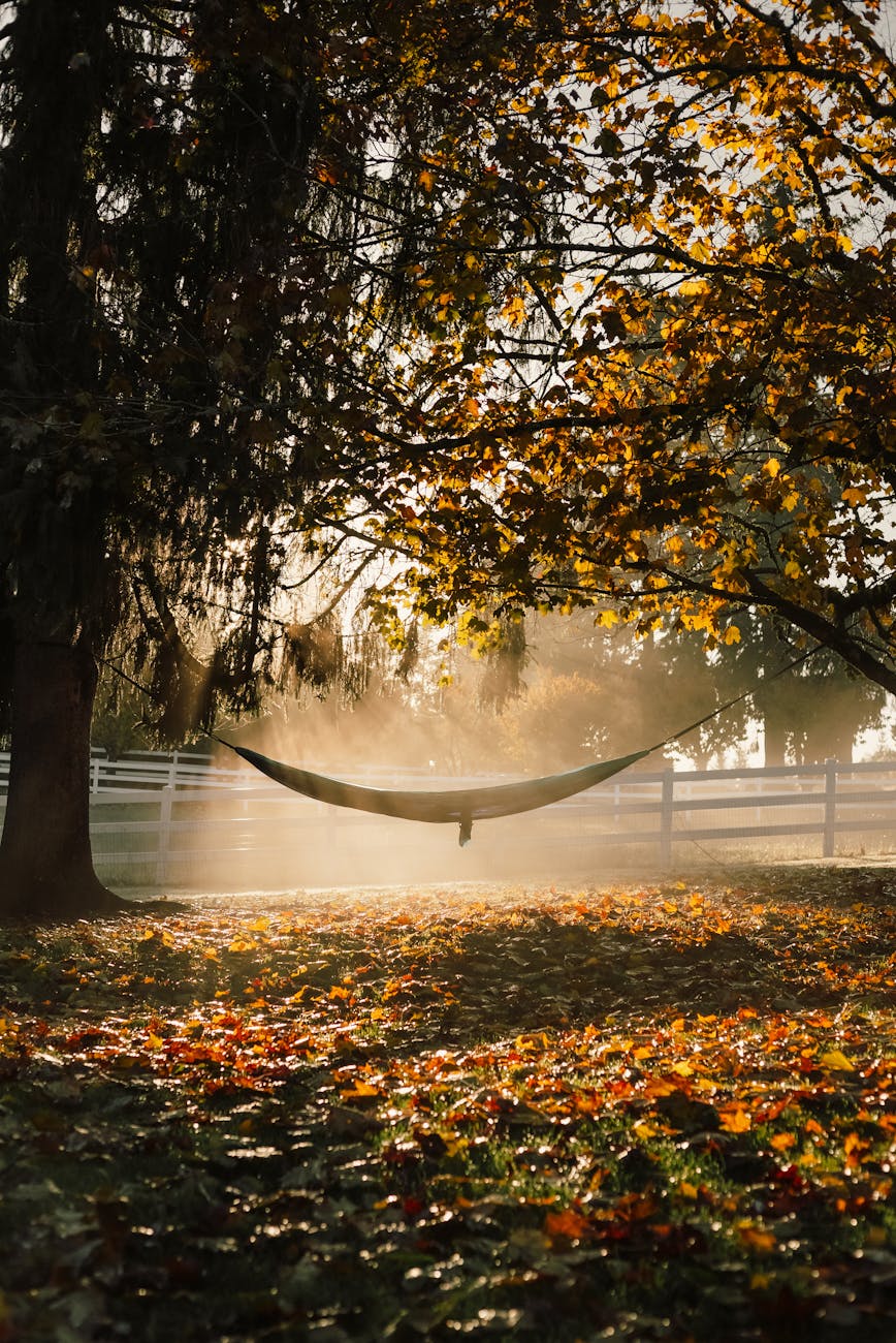 sunlight filters through fall leaves over a hammock in a tranquil portland forest
