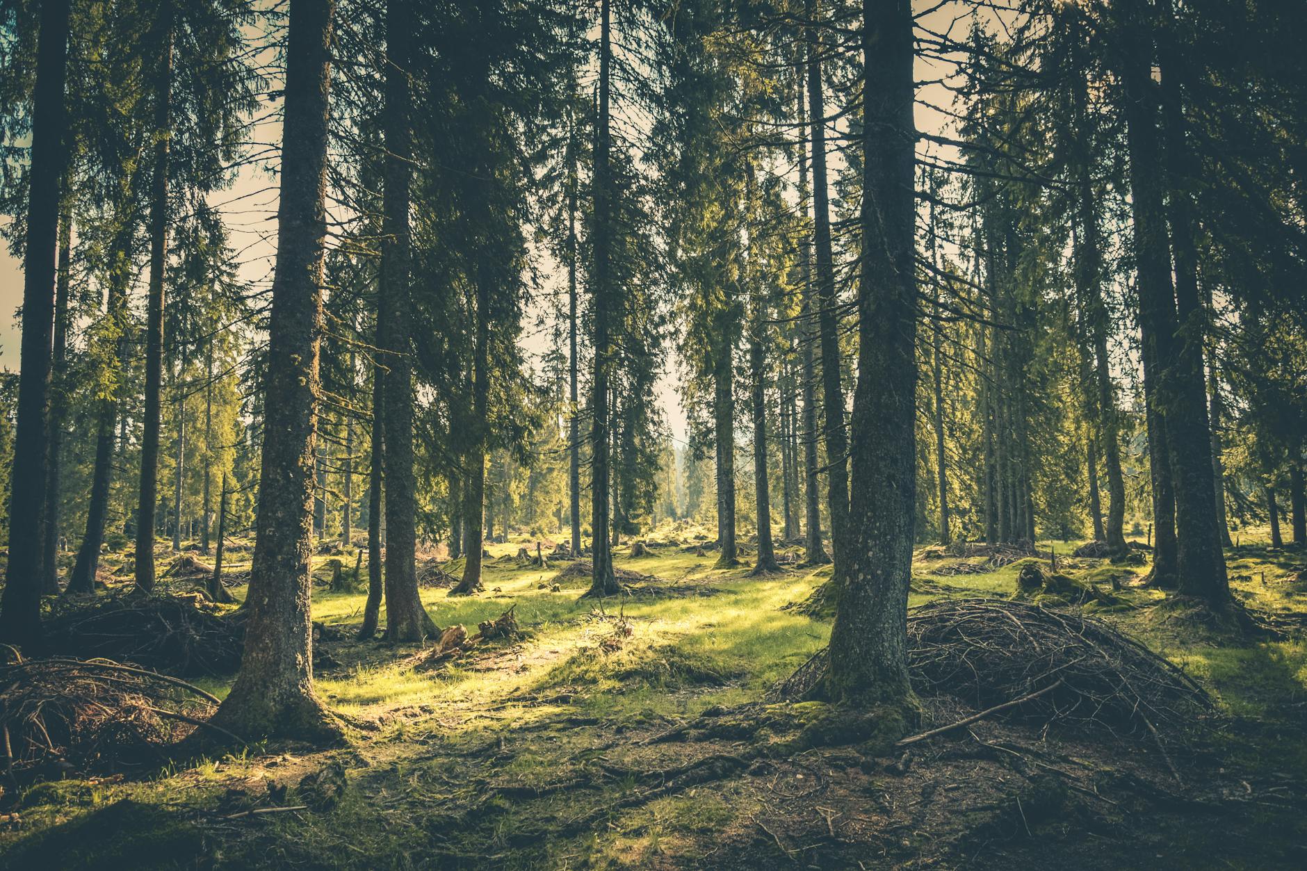 tranquil forest with lush greenery and towering trees in budureasa romania