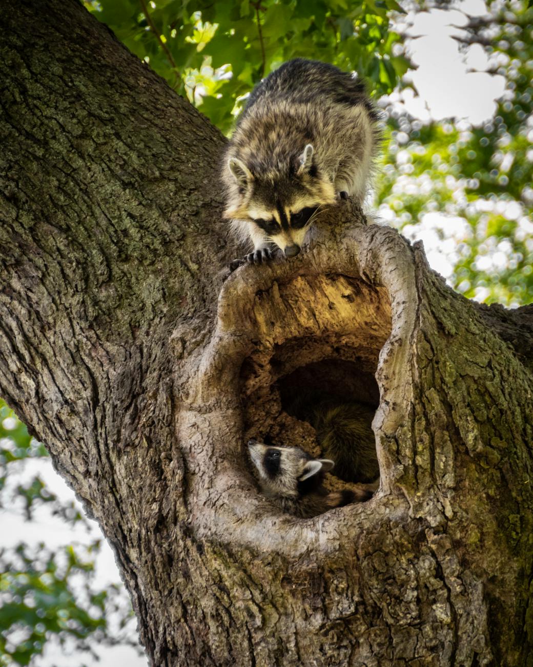 two raccoons playfully interacting in a tree hollow captured in a forest setting