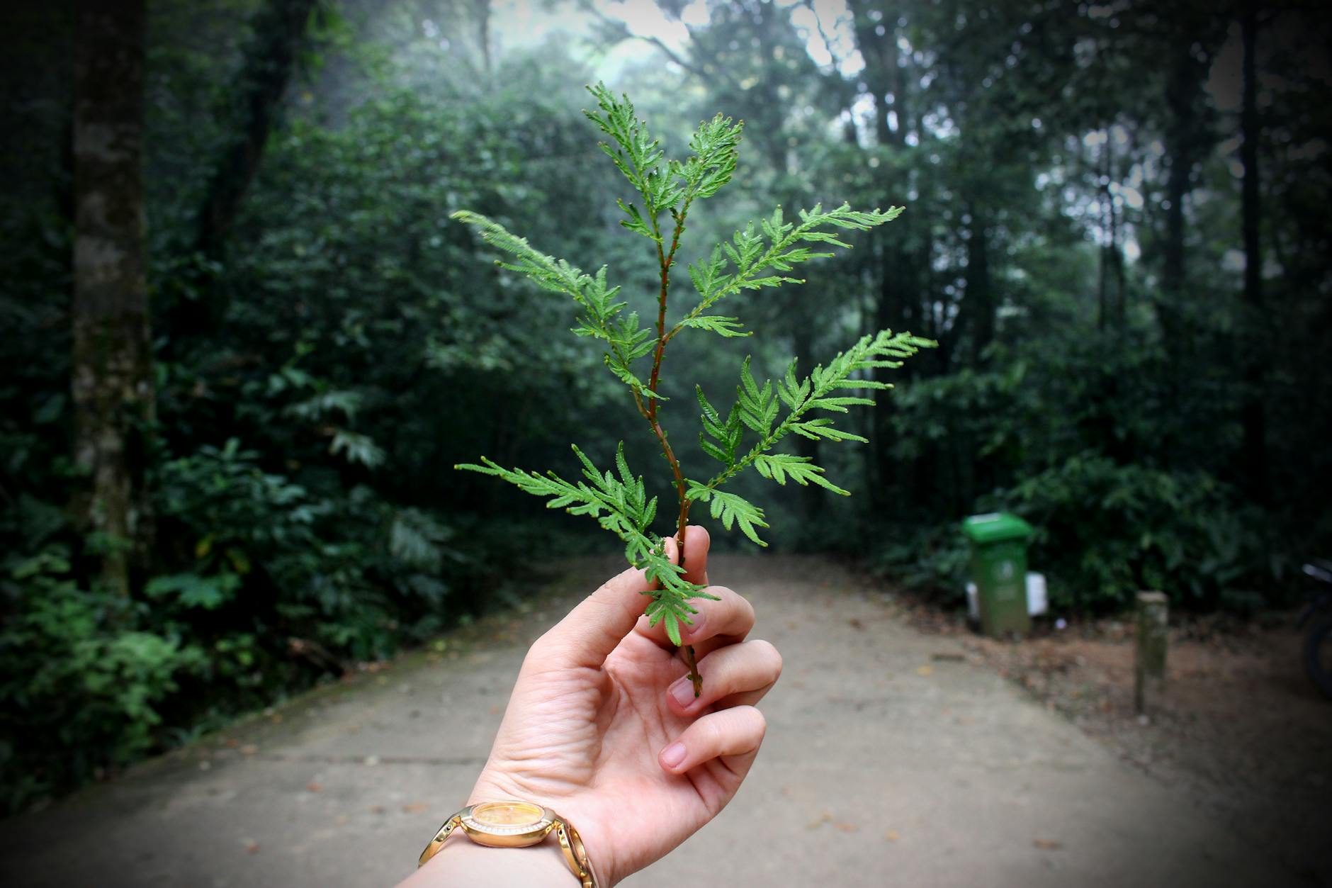 a hand holding a green fern leaf on a forest path illustrating nature and growth