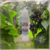 Cassis frais