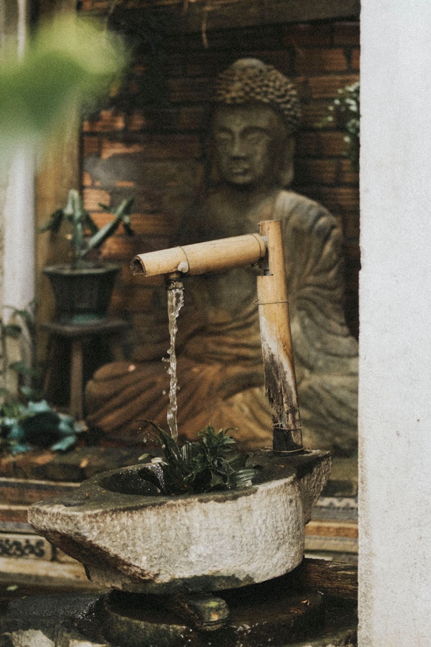 verser de l eau sur la plante verte