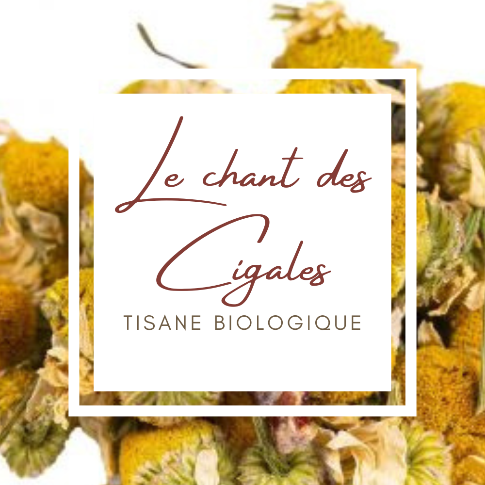 Le chant des Cigales