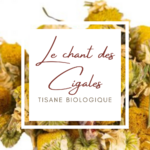 Le chant des Cigales