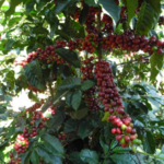 Guatemala Santa Rosa 3