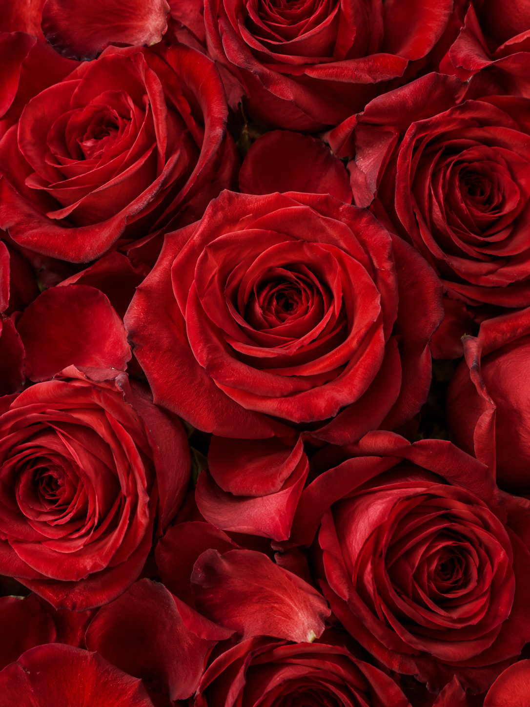 Rose bulgare - Accord boisé floral